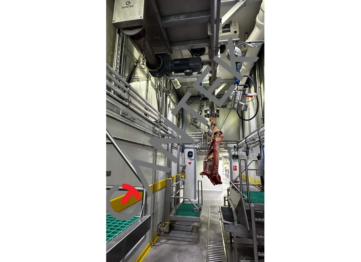 Cattle Processing